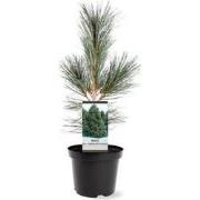 Pinus flexilis VanderWolf s Pyramid 30-40 cm Conifeer