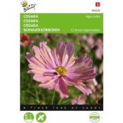 Zaden cosmea apricotta 30 zaden