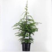 Tsuga canadensis 60-80 cm
