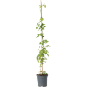 Trompetbloem - Campsis radicans - Hoogte 110-120cm - ?17cm