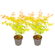 Japanse Esdoorn - 2 Stuks - Acer palm. 'Orange Dream' - Hoogte 35-55cm...