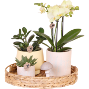 Kolibri Orchids | Gift set Pasen Big | Groene planten met gele Phalaen...