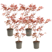 Japanse Esdoorn - Set van 4 - Acer 'Atropurpureum' - Hoogte 25-40cm - ...