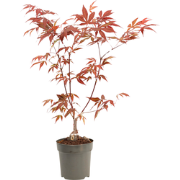 Japanse Esdoorn - Acer palmatum 'Atropurpureum' - Hoogte 25-40cm - ?10...