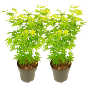 Japanse Esdoorn - 2 Stuks - Acer palmatum 'Going Green' - Hoogte 35-55...