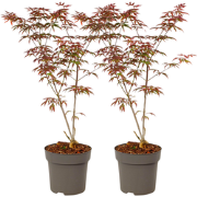 Japanse Esdoorn - Set van 2 - Acer palmatum 'Starfish' - Hoogte 60-70c...