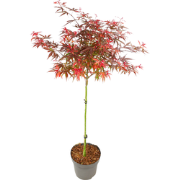 Japanse Esdoorn - Acer palmatum 'Shaina' - Hoogte 80-90cm - ?19cm