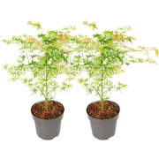Japanse Esdoorn - Set van 2 - Acer 'Orange Dream' - Hoogte 60-70cm - ?...