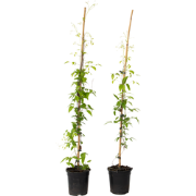 Bosrank - 2 stuks - Clematis 'Hagley Hybrid' - Hoogte 100-120cm - ?17c...