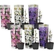 Bosrank - Set van 6 - Clematis hybrid - Hoogte 25-40cm - ?9cm