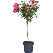 Stamroos - Rosa palace 'Topkapi' - Hoogte 80-100cm - ?19cm