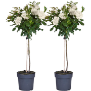 Stamroos - Set van 2 - Rosa palace ‘Kailani' - Hoogte 80-100cm - ?19cm