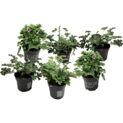 Geranium - Set van 6 - Pelargonium - Hoogte 15-25cm - ?10,5cm