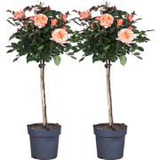 Stamroos - Set van 2 - Rosa palace 'Catherine' - Hoogte 80-100cm - ?19...