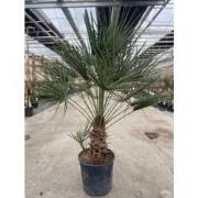 Chamaerops humilis 18 liter pot