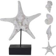 Schelp en zeester polystone