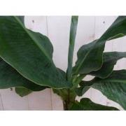 Kamerplant Bananenplant Musa