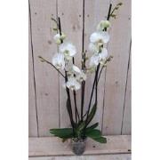 Kamerplant Vlinderorchidee phalaenopsis wit 4 takken
