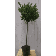 Prunus Otto stam 80 cm diameter 40 cm hoogte 150 cm