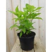 Hortensia Annabelle wit