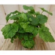 2 stuks! Kamerplant Sunny Safari Tolmiea Menziesii Kindje op moeders s...