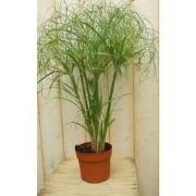 2 stuks - Parapluplant Papyrus Cyperus Kamerplant Moerasplant