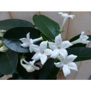 Stephanotis Floribunda