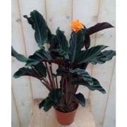 Calathea Crocata