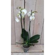 Kamerplant Vlinderorchidee phalaenopsis wit 3 takken