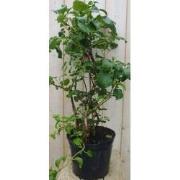 Hortensia Klimhortensia