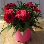 3 stuks! Anjer rood