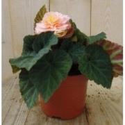 3 stuks! Knolbegonia roze