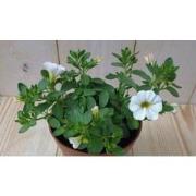 3 stuks! Petunia Million Bells wit