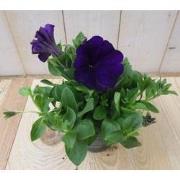 3 stuks! Petunia paars