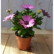 3 stuks! Spaanse margriet roze