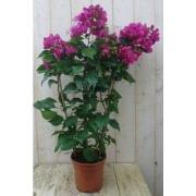 Bougainvillea roze 100 cm