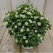 Kamerplant Bitterblad Exacum Affine wit
