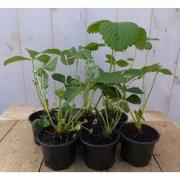 Zes stuks! Aardbei-plantjes