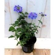 3 stuks! Verbena eenjarig