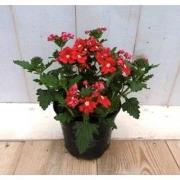 3 stuks! Verbena Rood eenjarig II