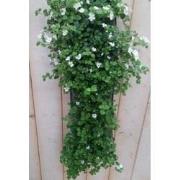 2 stuks - Hangzak Bacopa Kleur Varieert