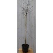Magnolia Stellata Tulpenboom