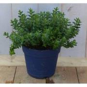 Hebe groenblijvend vaste plant met onkergroen blad