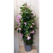 Dipladenia Mandevilla Sundaville roze 140 cm