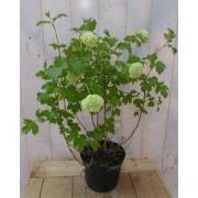 Viburnum Gelderse Roos Heester 80 cm met mooie witte bloemen