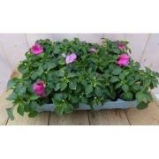 Vlijtigliesjes in een bak 12 stuks roze