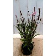 5 stuks - Gaura Prachtkaars roze