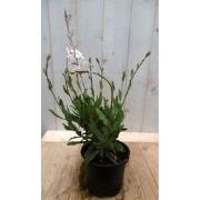 5 stuks - Gaura Prachtkaars wit