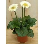 3 stuks! Gerbera Wit