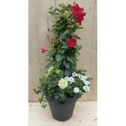 Plastic plantenbak antraciet Dipladenia Mandevilla Sundaville rood met...